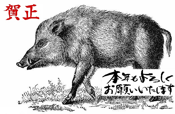 Wild Boar (Sus Scrofa)